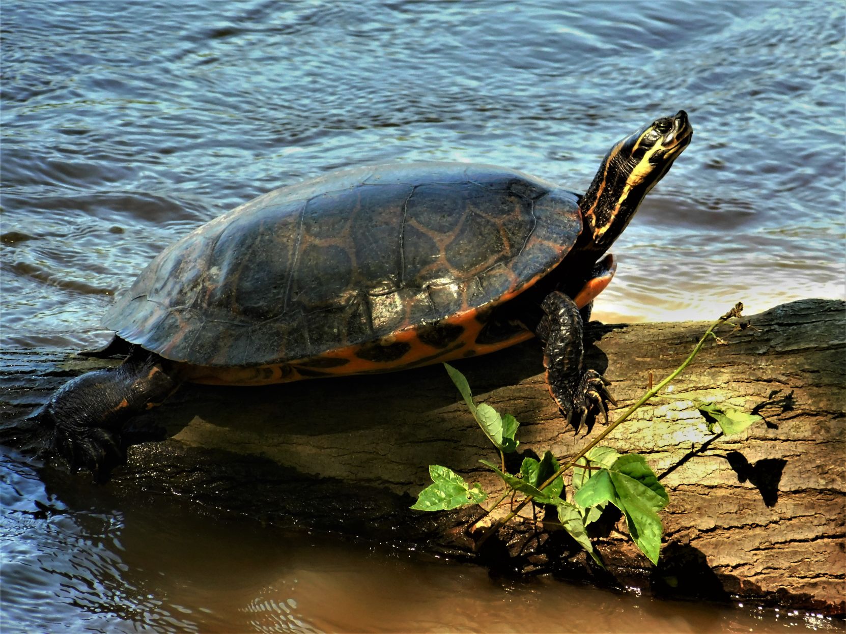 Turtle